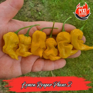 Lemon Reaper Pheno.2