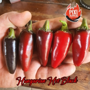 Hungarian Hot Black