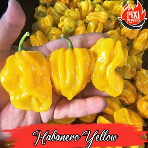 Habanero Yellow