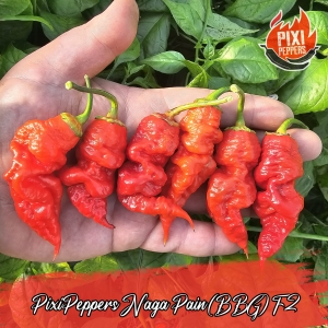 PixiPeppers Naga Pain (BBG)