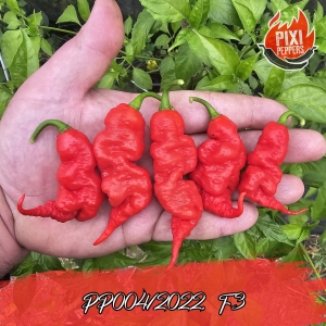 PP004/2022