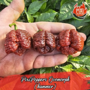 PixiPeppers Ovomorph