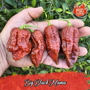 Big Black Mama
