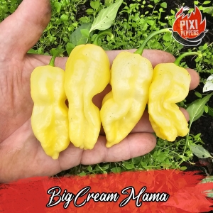 Big Cream Mama
