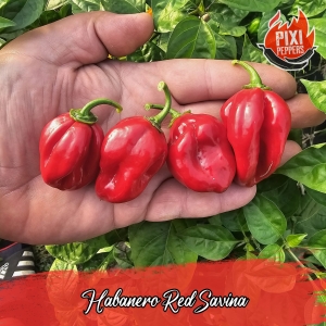 Habanero Red Savina