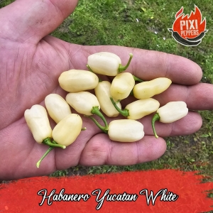 Habanero Yucatan White