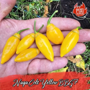 Naga Colt Yellow BBG7