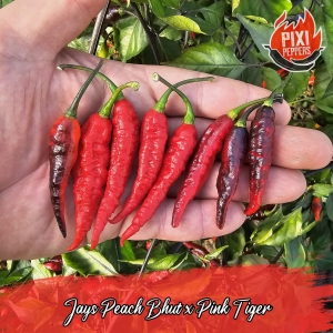 Jay's Peach Bhut x Pink Tiger