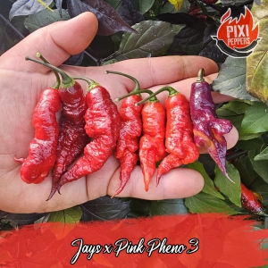 Jay's x Pink Pheno.3