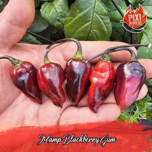 MAMP Blackberry Gum