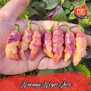 Naranja Negro Ghost