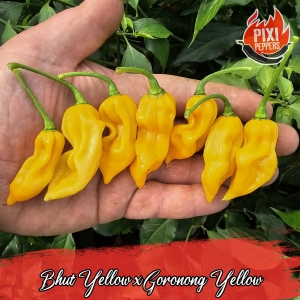 Bhut Yellow x Goronong Yellow