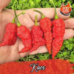 Kaos