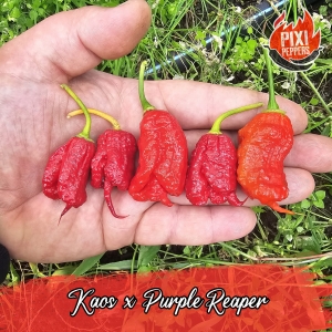 Kaos x Purple Reaper