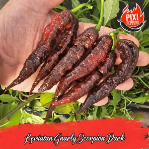 Leviatan Gnarly Scorpion Dark