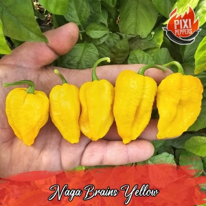 Naga Brains Yellow