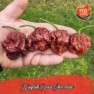 Naglah Beast Chocolate