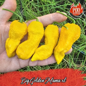 Big Golden Mama XL