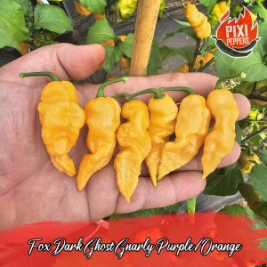 Fox Dark Ghost Gnarly Purple/Orange