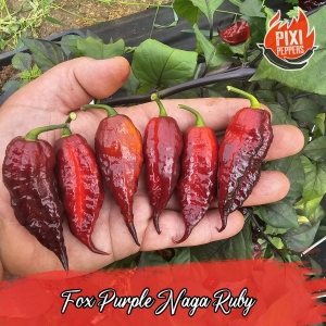 Fox Purple Naga Ruby