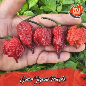 Gator Jigsaw Purple