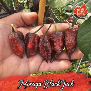 Moruga Black Jack