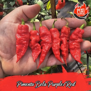 Pimenta Bela Purple/Red