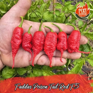 Faddas Poison Tail Red F5