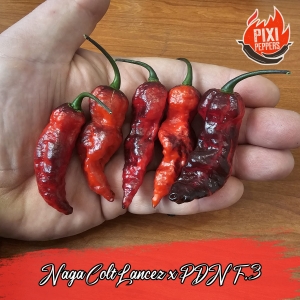 Naga Colt Lancez x PDN Pheno.2