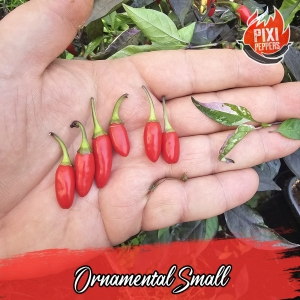 Ornamental Small