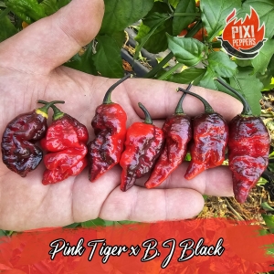 Pink Tiger x B.J Black
