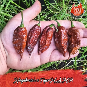 Nagabrain's x Tiger M.A.M.P