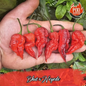 Bhut x Neyede