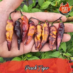 Peach Tiger