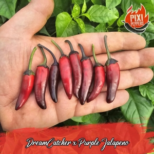 Dreamcatcher x purple jalapeno mini