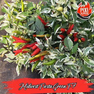 Midwest Fiesta Green