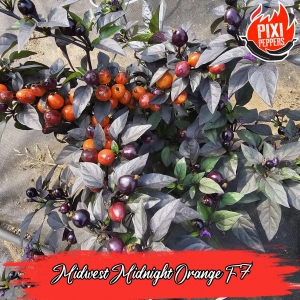 Midwest Midnight Orange