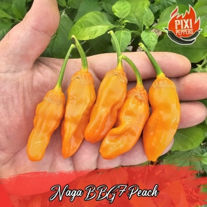 Naga BBG7 Peach