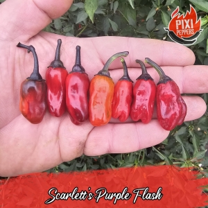 Scarlett's Purple Flash