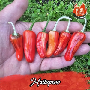Mattapeno