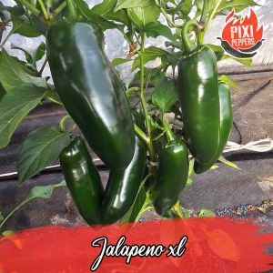 Jalapeno XL