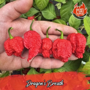 Dragon's Breath