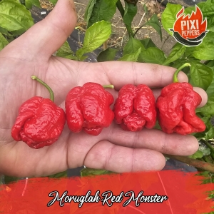 Moruglah Red Monster