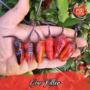 Cow Killer
