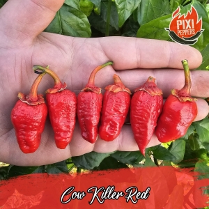 Cow Killer Red