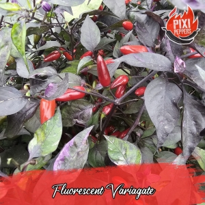 Fluorescent Variagate