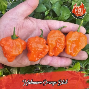 Habanero Orange Blob
