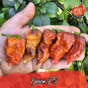 Orion Pheno.2