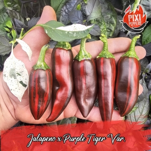 Jalapeno x Purple Tiger Variagata