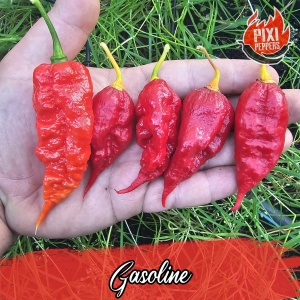 Gasoline